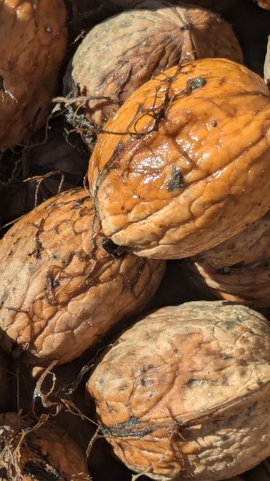 Orzechy włoskie Świerże