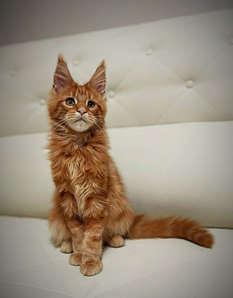 Красный солид мальчик Maine Coon  MCO d