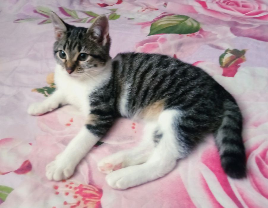 Кошеня безкоштовно