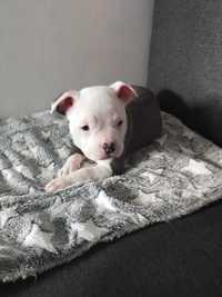 Suczka American Bully Pocket