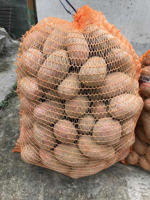 Sprzedam Ziemniaki Labella Tajfun