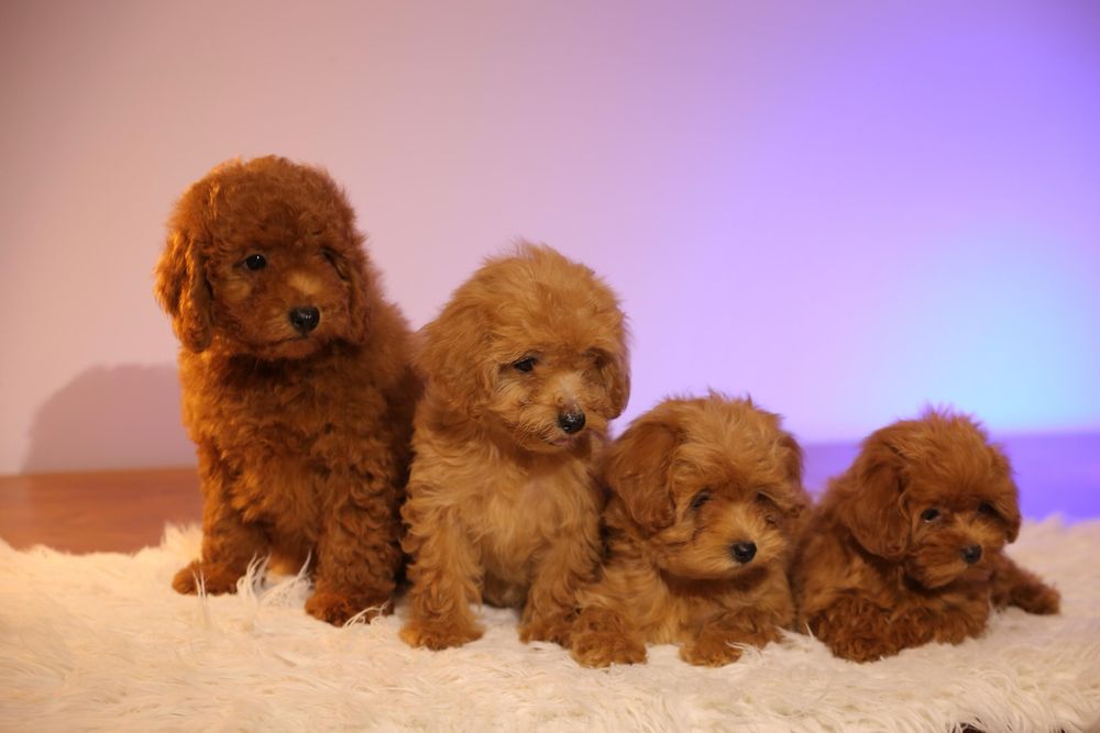 Один хлопчик ‼️ та одна дівчинка ‼️ мальтіпу Акційна ціна