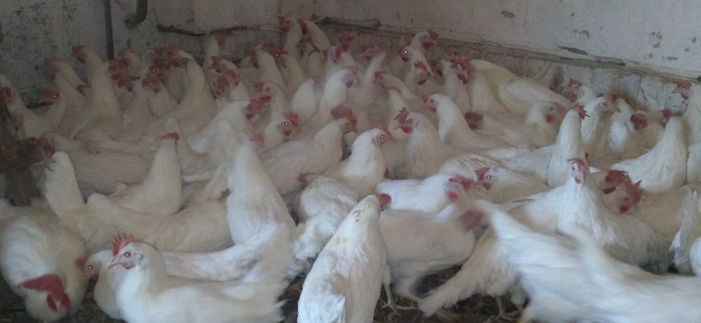 Kury Nioski Leghorn z jajkiem. Wysyłka od 10 sztuk!