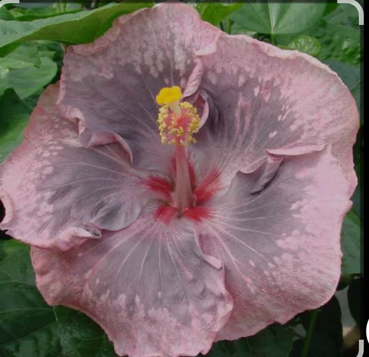 Привтивки гибискусов