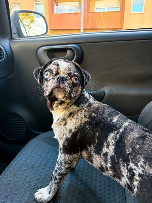 Pug melre de olhos claro