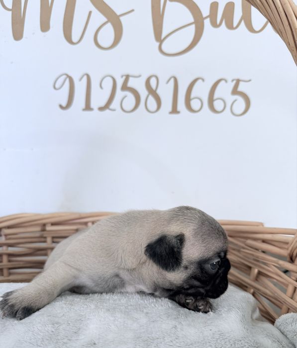 Buldogue Francês Menino