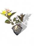 Penstemon Dark Tower donica 2l