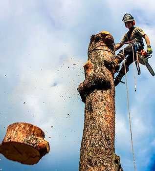 зрізання дерев без використаня автовишки