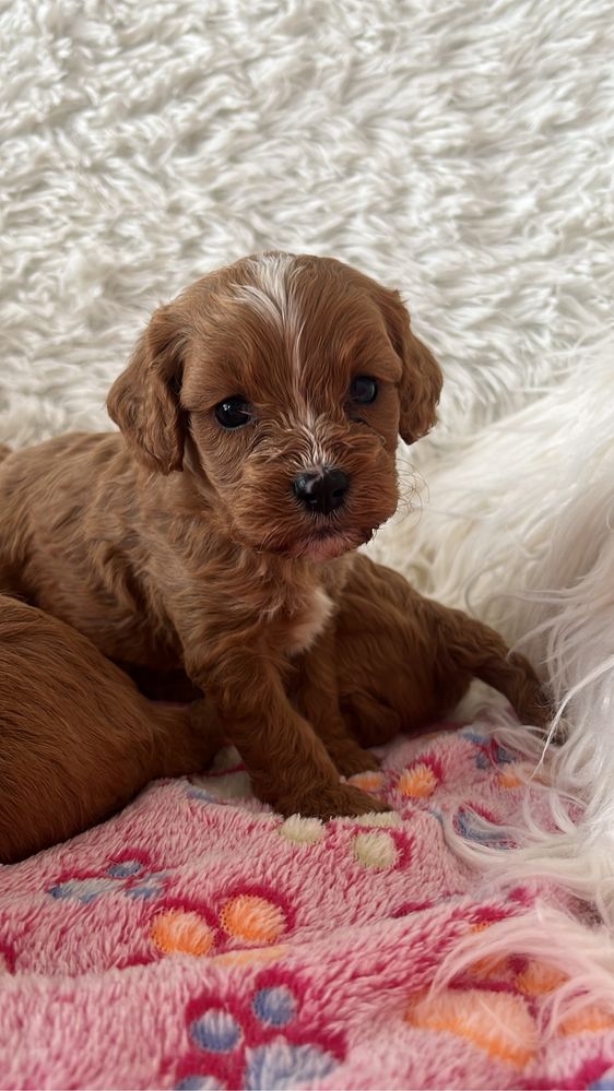 Cavapoo (cavalier + pudel) piesek