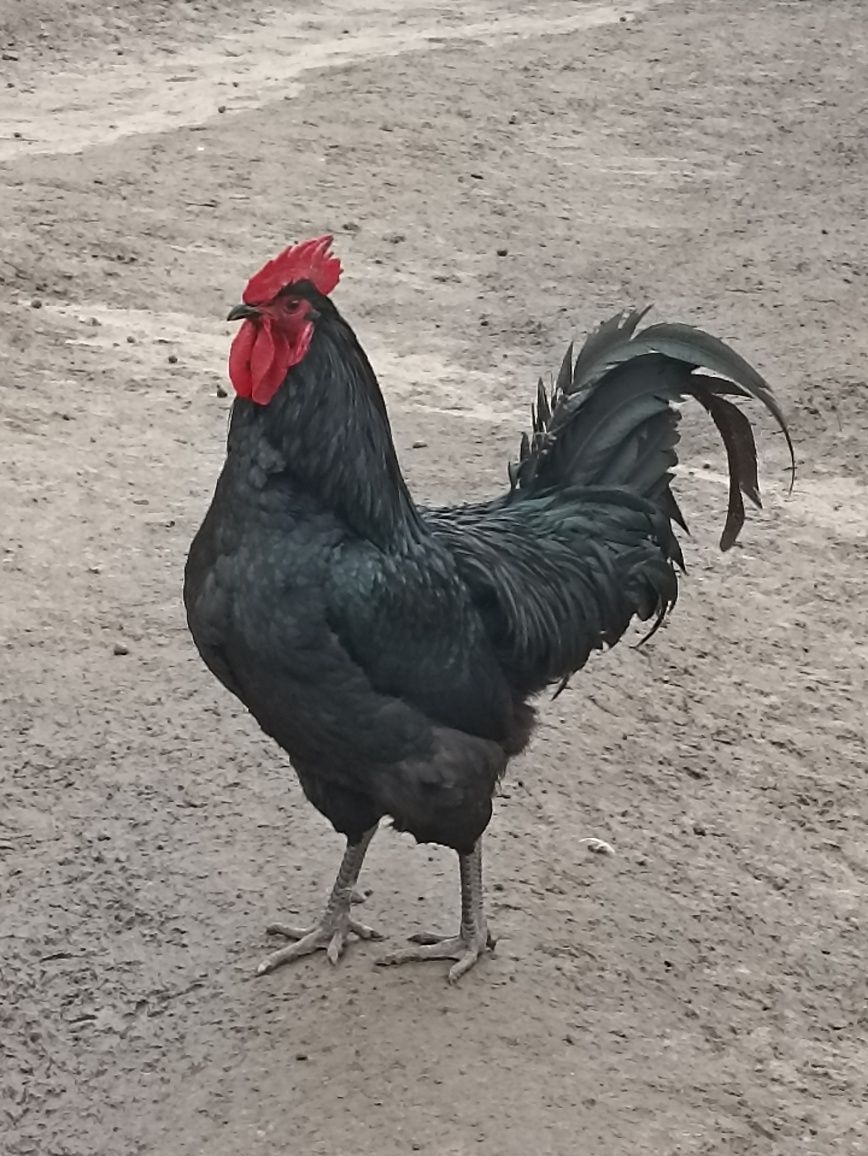 Kogut Australorp, gęsi garbonose