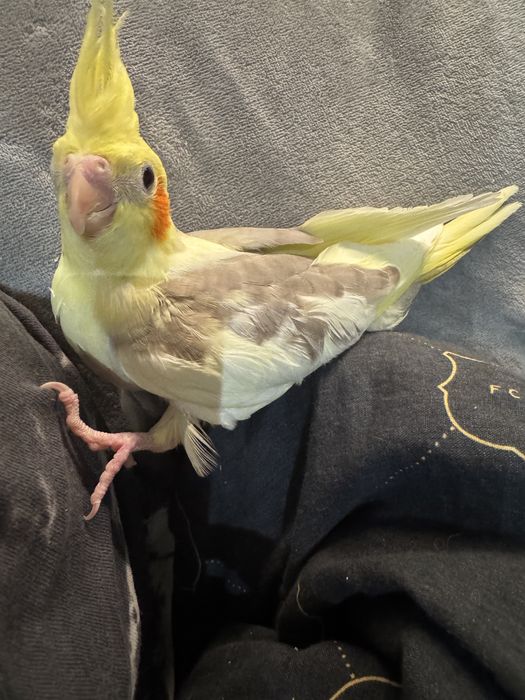 Moode papugi nimfa dokarmiane recznie domowa hodowla