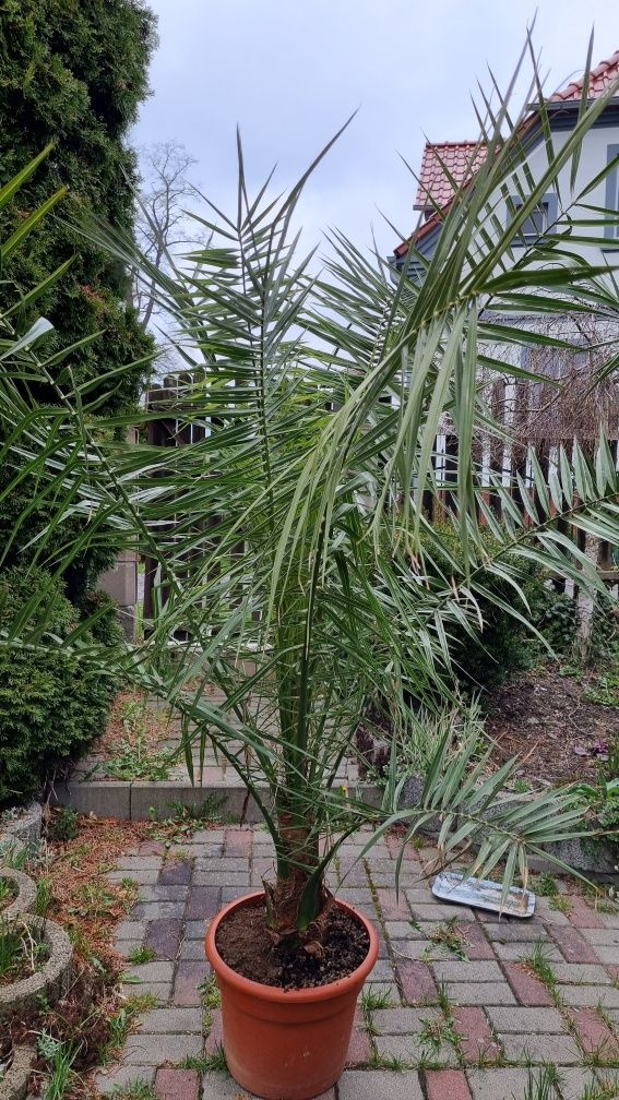 Palma daktylowiec kanaryjski ,jucca gloriosa variegata, jucca filifera