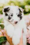 Samiec biblue sheltie owczarek szetlandzki