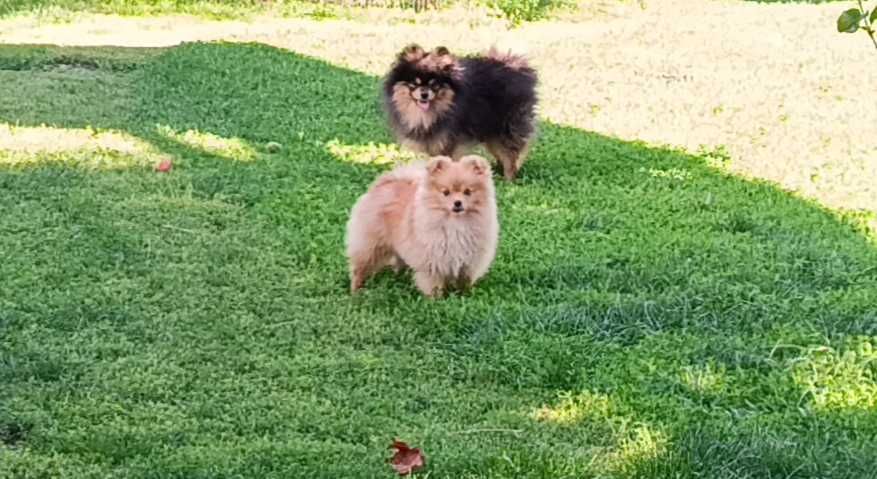 Шпіц рижо чорний 1.9 р.