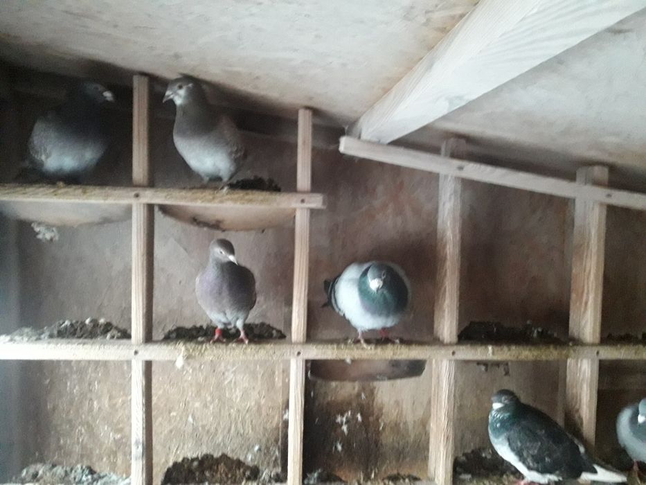 Sprzedam gołębie lub zamienię