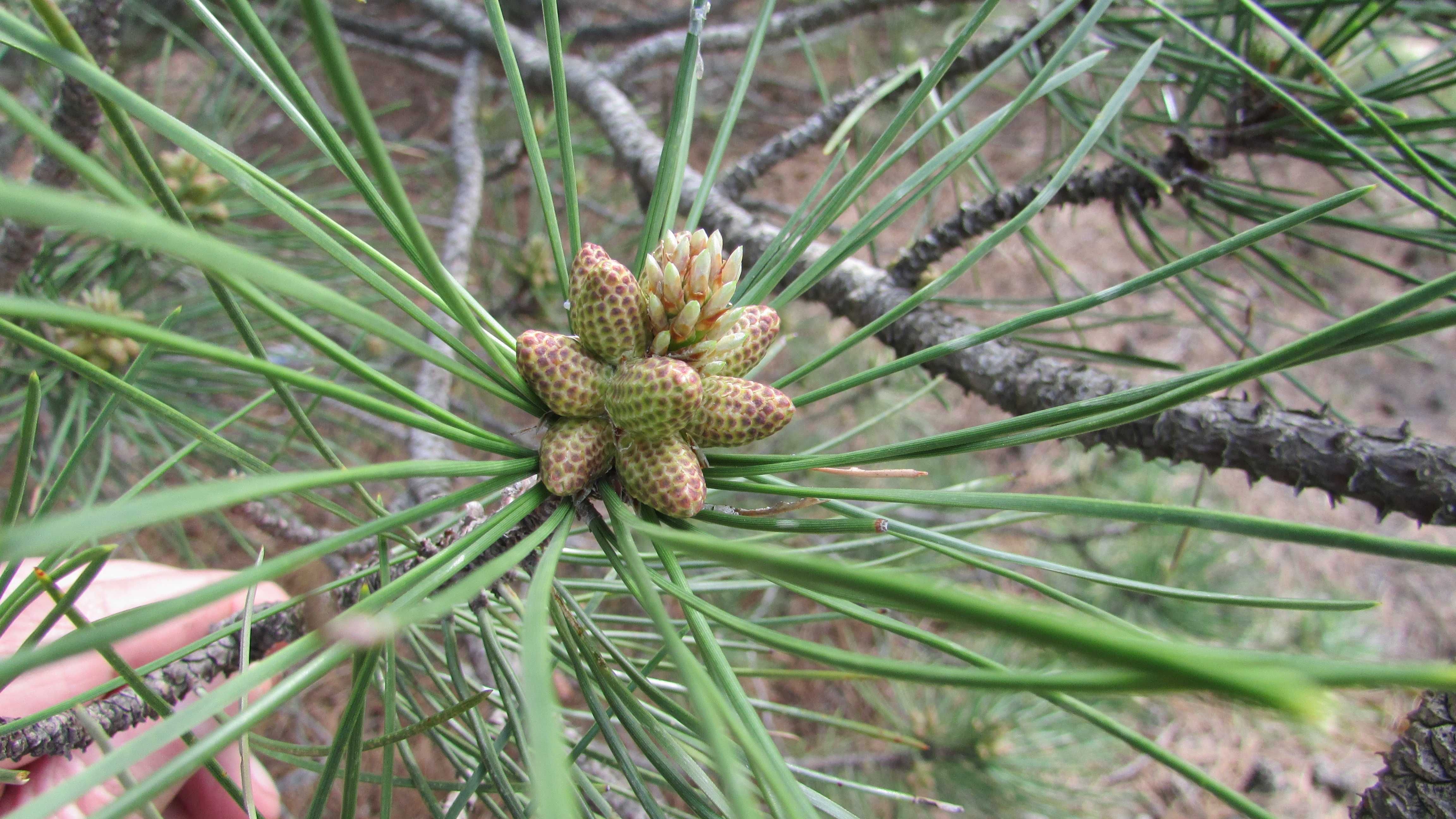 Сіянці сосна Кримська , Кримка , Pallasiana , Crimean pine.