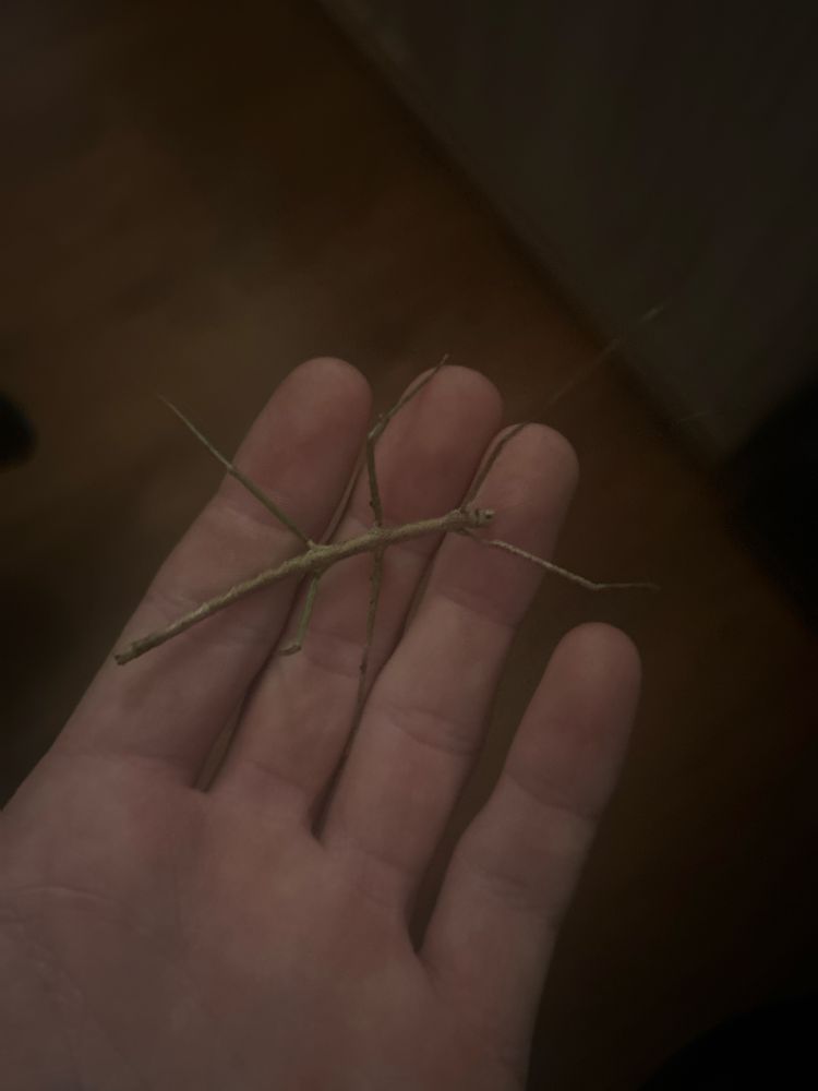 Sprzedam młode patyczaki