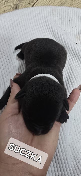 Oddam W Dobre Ręce [ mama amstaff ]