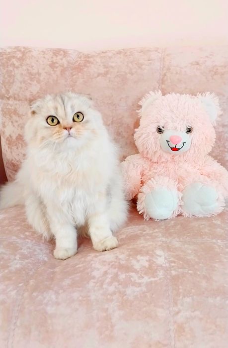 Чарівний хлопчик шотландець