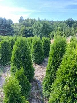 Tuja Szmaragd Thuja 150cm/Thuje smaragd ! Producent! Szerokie tuje !