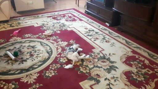 Килим ковер 4×4 б/в