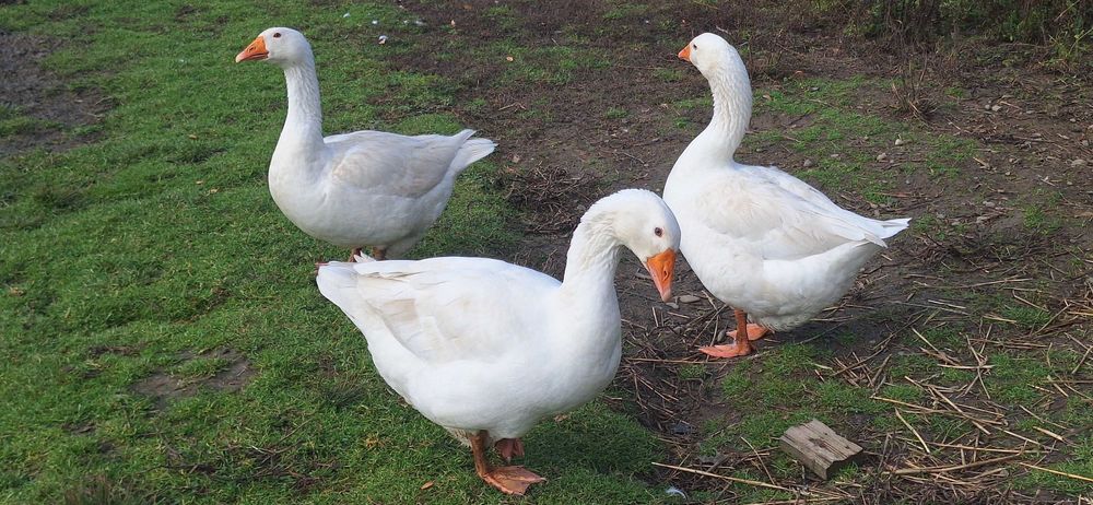 Geś Gąsiąr Kaczka Kaczor