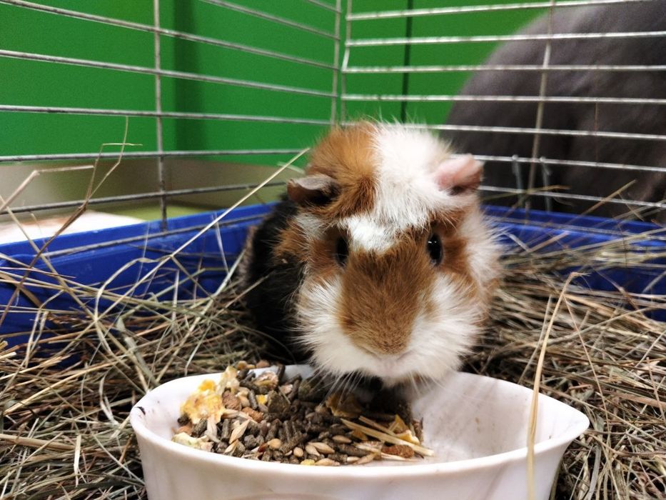 Морська свинка хлопчик