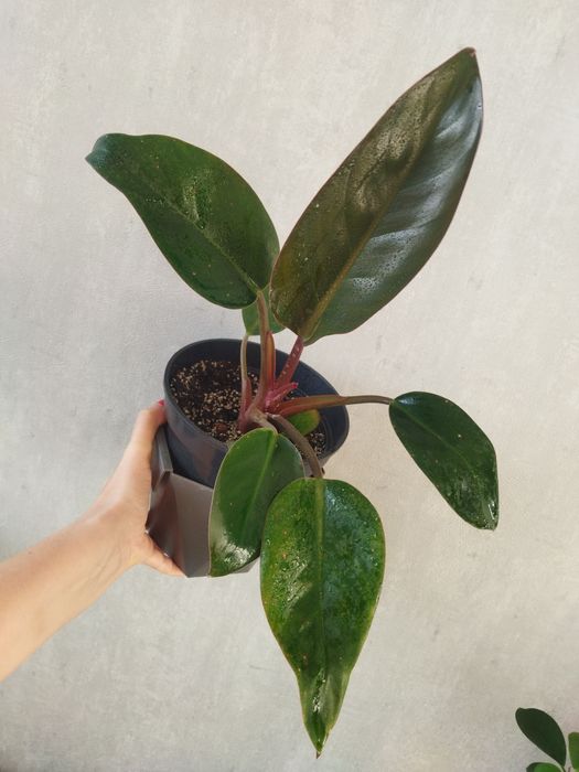 Філодендрон Rojo Congo 30см рослина