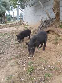 Porcos Vietnamitas - Raça pequena