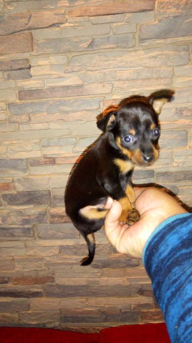 Pinscher super miniatura