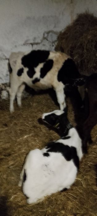 Sprzedam byczki jałóweczki żarłoki