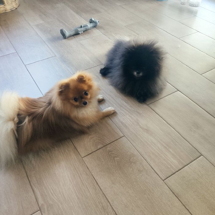 Готель для собак/ перетримка.