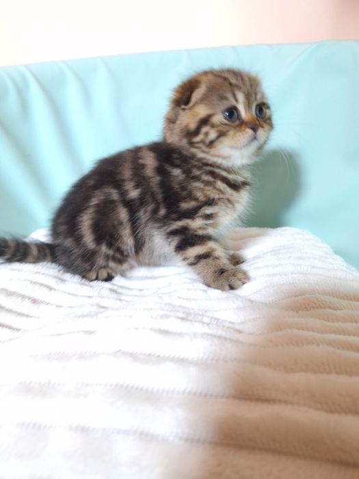 Мармурова красуня.