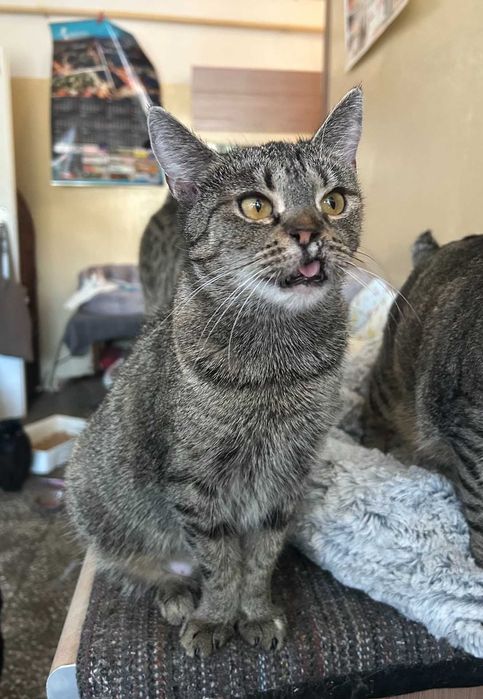 kotka FRANCISZKA szuka dla siebie niezwykłego, wyjątkowego domu