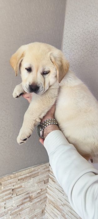 Элитные щенки Питомника Лабрадор Ретривер Документы ЧИП Паспорт Достав