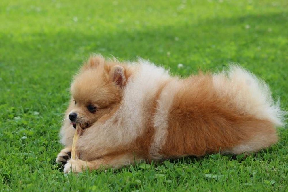 Szpic miniaturowy pomeranian