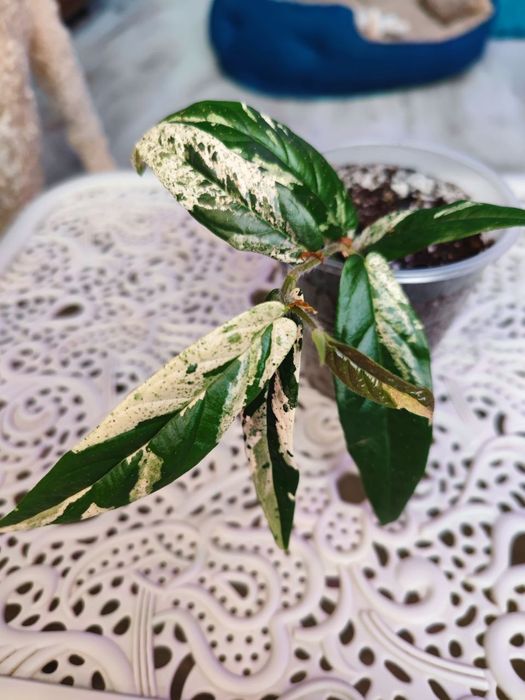 Ficus sagittata variegated pink