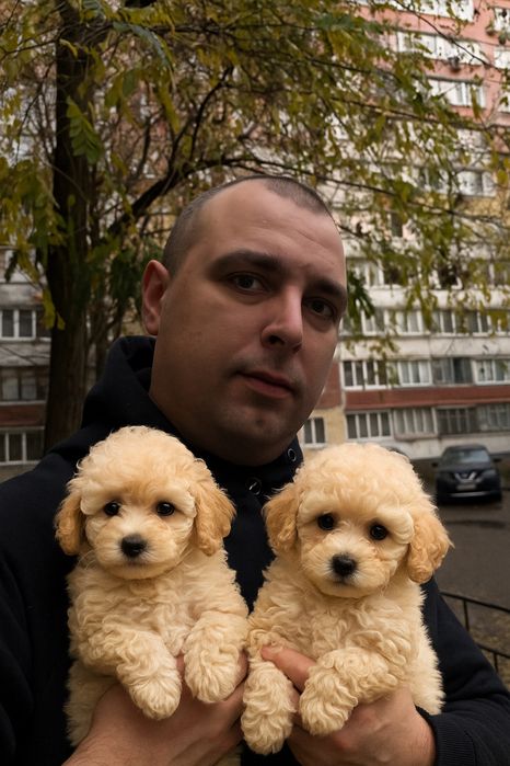 Мальтипу ф1 девочи и мальчики