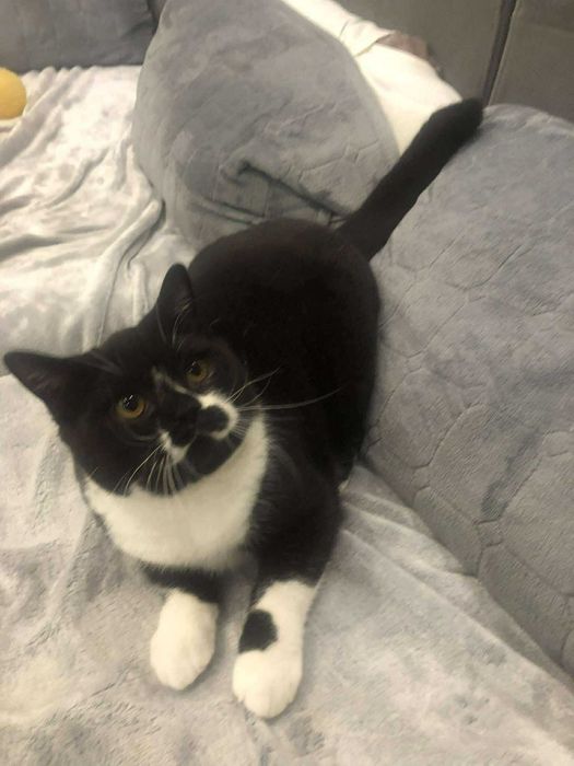 kocur brytyjski z prawdziwym rodowodem Felis Polonia