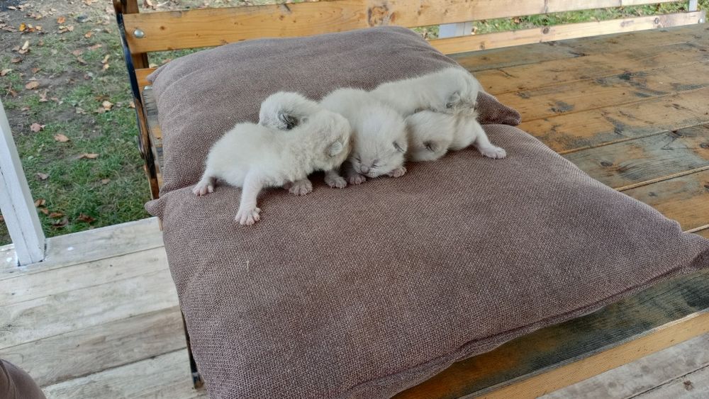 Котята Шотландські весловухі