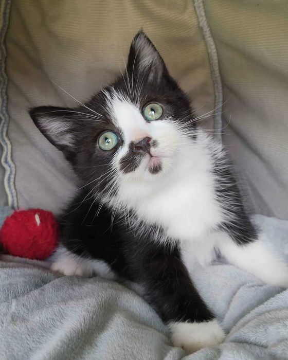 Setúbal / Margem Sul / Lisboa — FELIX e KURO*, gatinhos para adoção