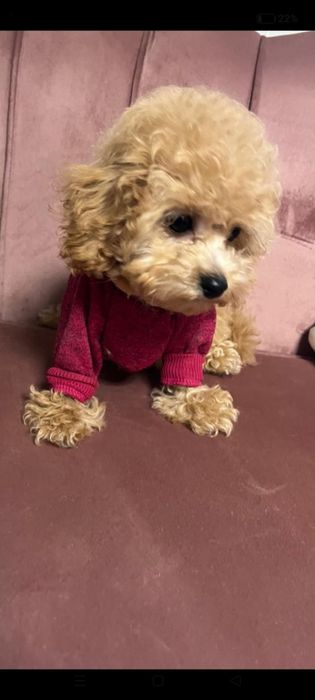 Frispoo  Maltipoo Biszpoo pudel