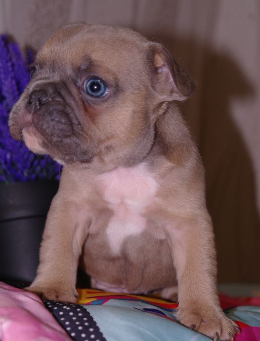 Шикарный мальчишка