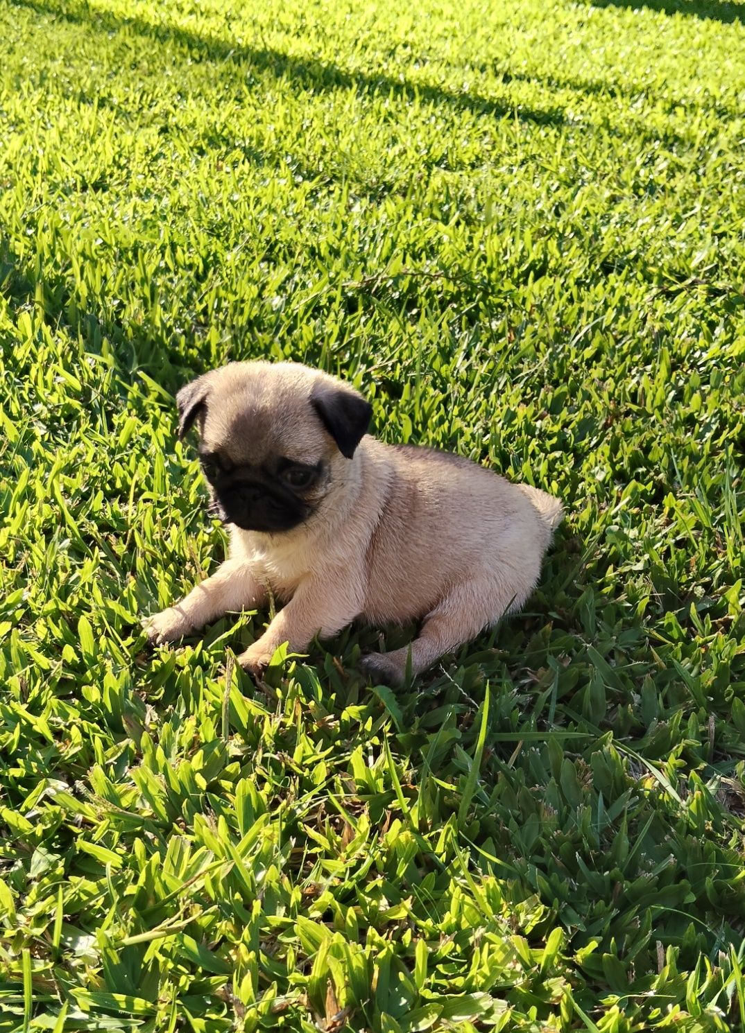 Pug Carlin com Lop