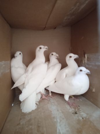 Продаж голубів чехи