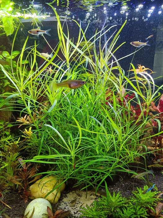 Pogostemon octopus roślina akwariowa wysyłka
