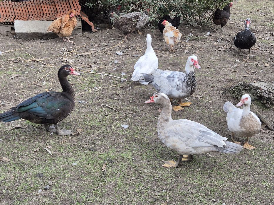 Kaczka, kaczor piżmowe