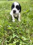 Cocker spaniel angielski -samiec Blue roan