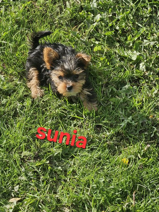 Sunia york z Rodowodem do odbioru