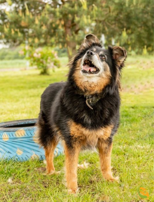 Otto od ponad 6 lat w schronisku, stracił już nadzieję